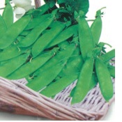 PEA SNOW